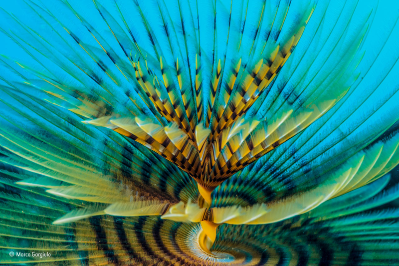Illustration for article titled Wildlife Photo Contest Shows Nature Can Be Cruel—But Also Kind